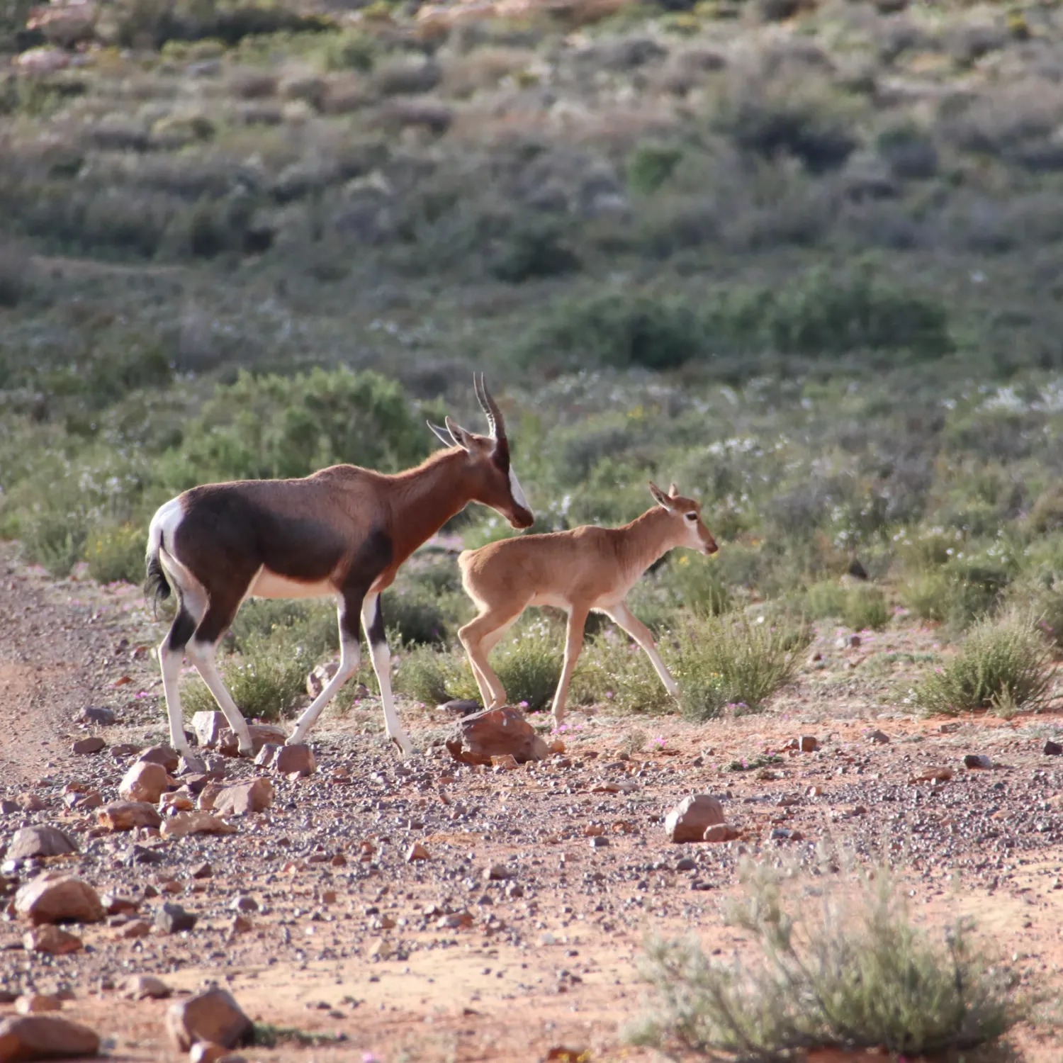 Kagga Kamma - Image 12