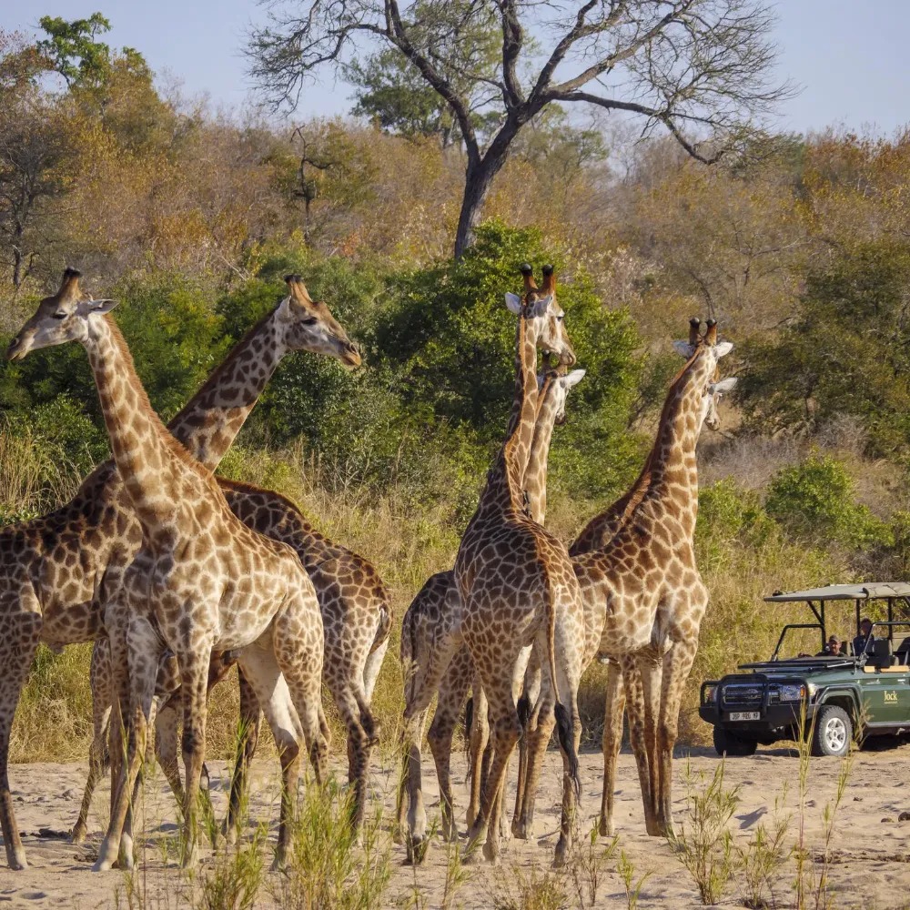 Jock Safari Lodge - Image 2