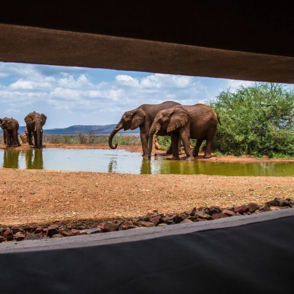 Molori Safari Lodge - Image 3