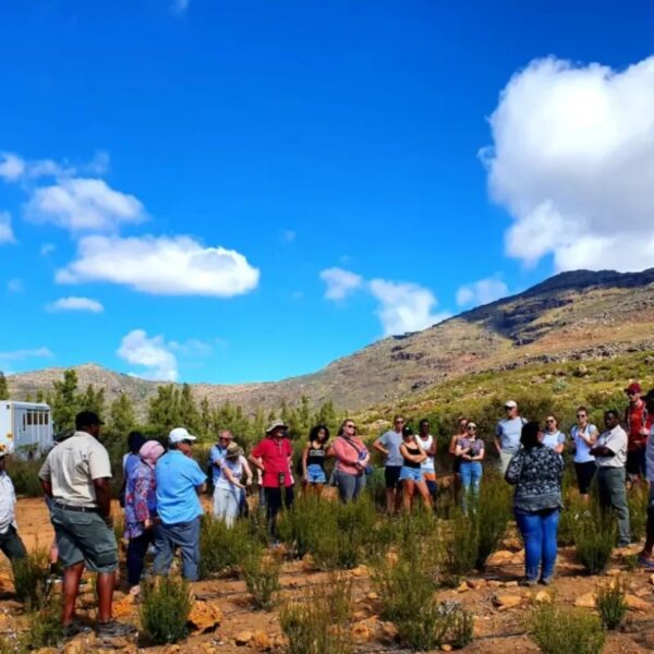 Skimmelberg Buchu and Rooibos Tour - Image 3