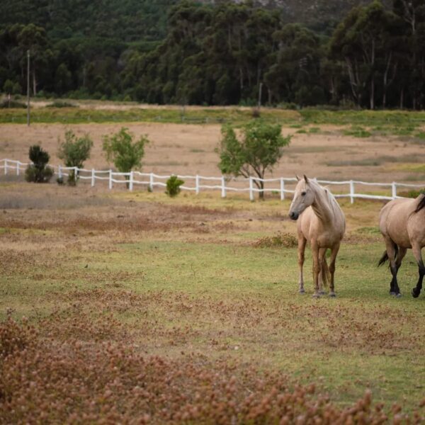 Stanford Valley Country Lodge - Image 9