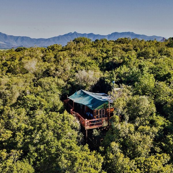 Teniqua Treetops - Image 11