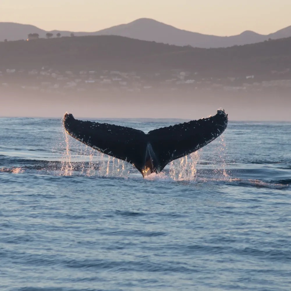 Whale Watching Boat Tour