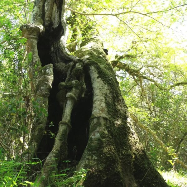 Platbos - Image 3