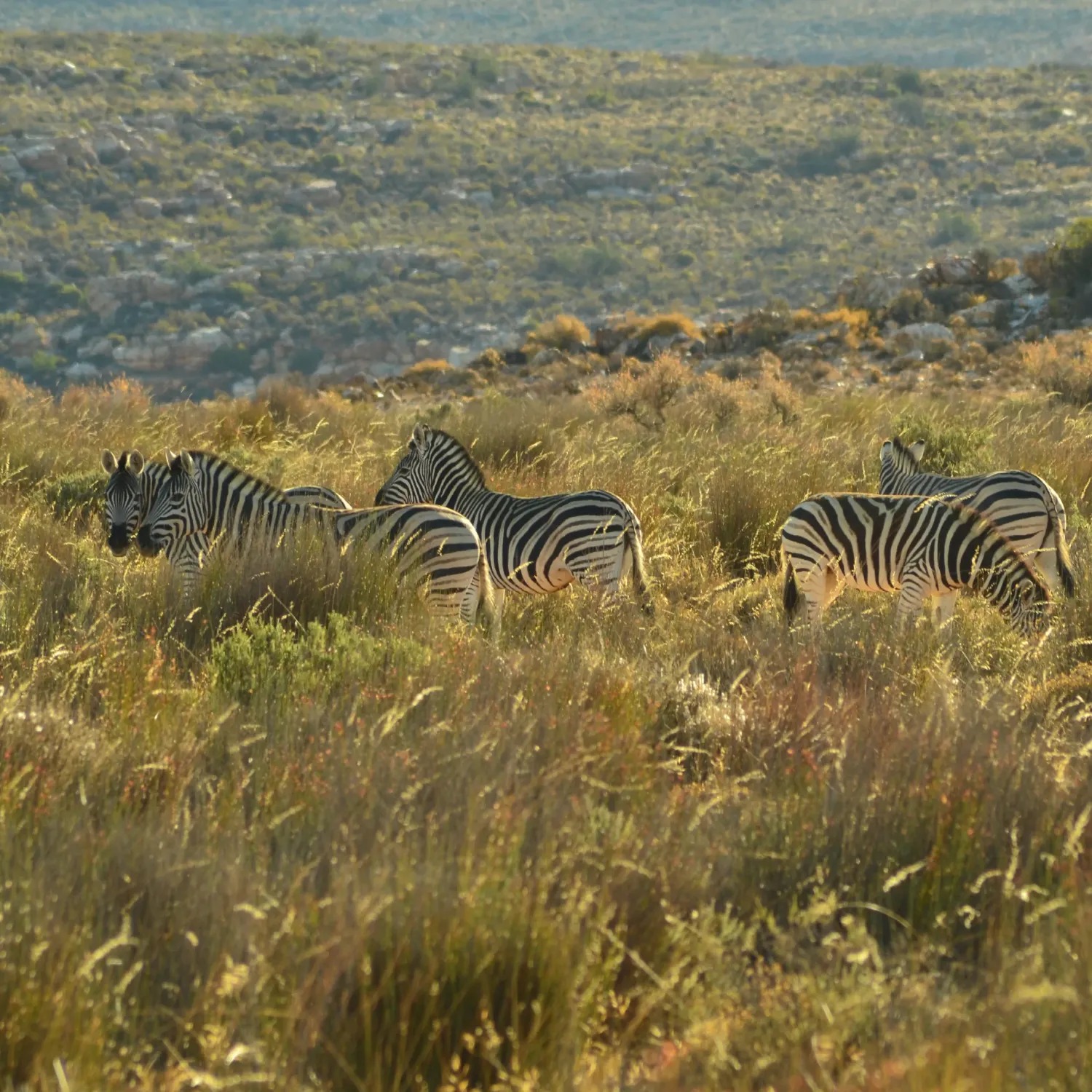 Kagga Kamma - Image 2