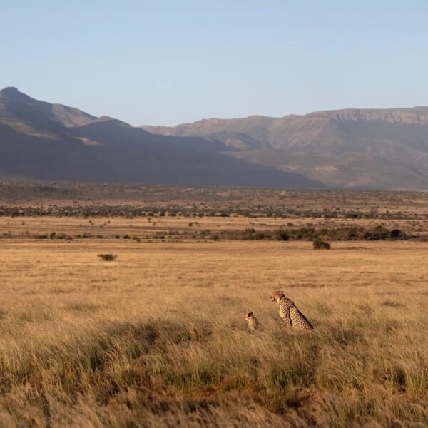 Cheetah mother with her cub resting on the plains of Camdeboo at Samara Karoo
