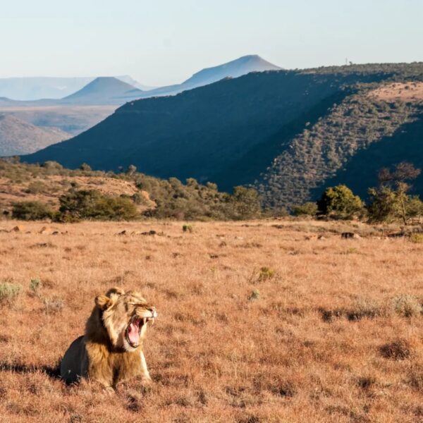 Lion named Titus yawning in the grasslands of Samara Karoo