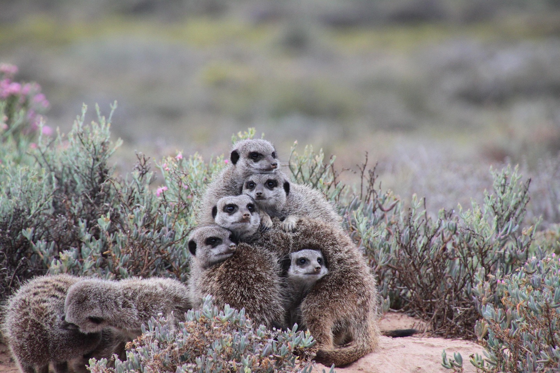 Meerkats in Oudtshoorn