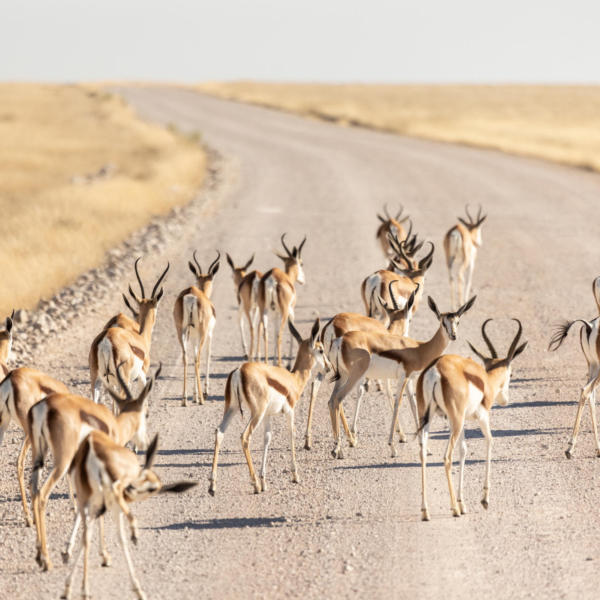 Etosha Oberland Lodge - Image 5