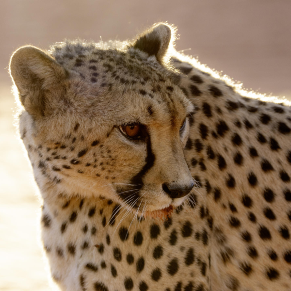 Bagatelle Kalahari Game Ranch - Image 6