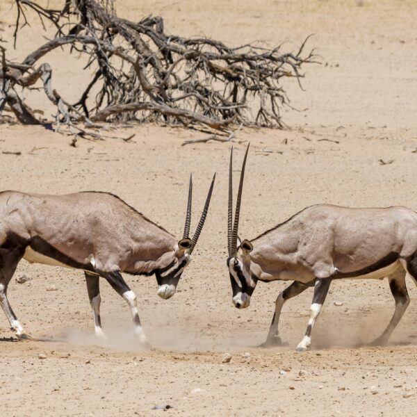 Kalahari Desert